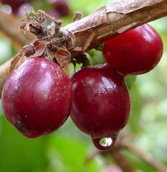 Fair Trade Organic