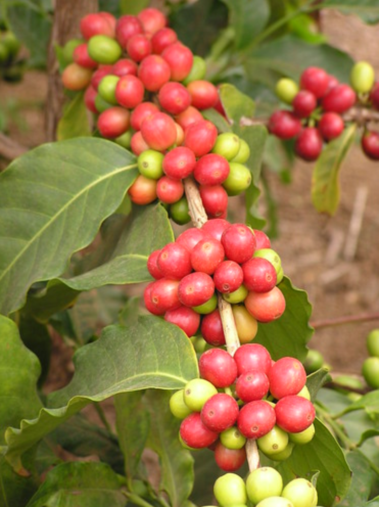 Bright red coffee cherries in Costa Rica