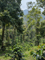 Coffee plants growing in a lush green forest with mountains in the background