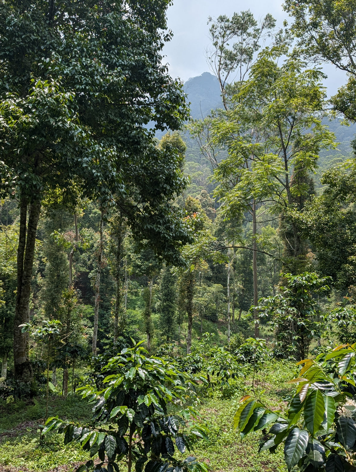 Coffee plants growing in a lush green forest with mountains in the background