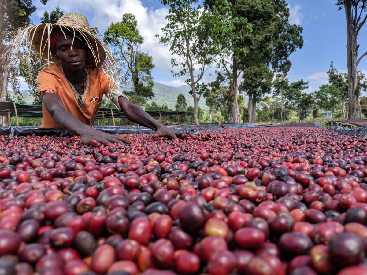 Organic Ethiopia Shantewene, Natural Process – Mr. Espresso