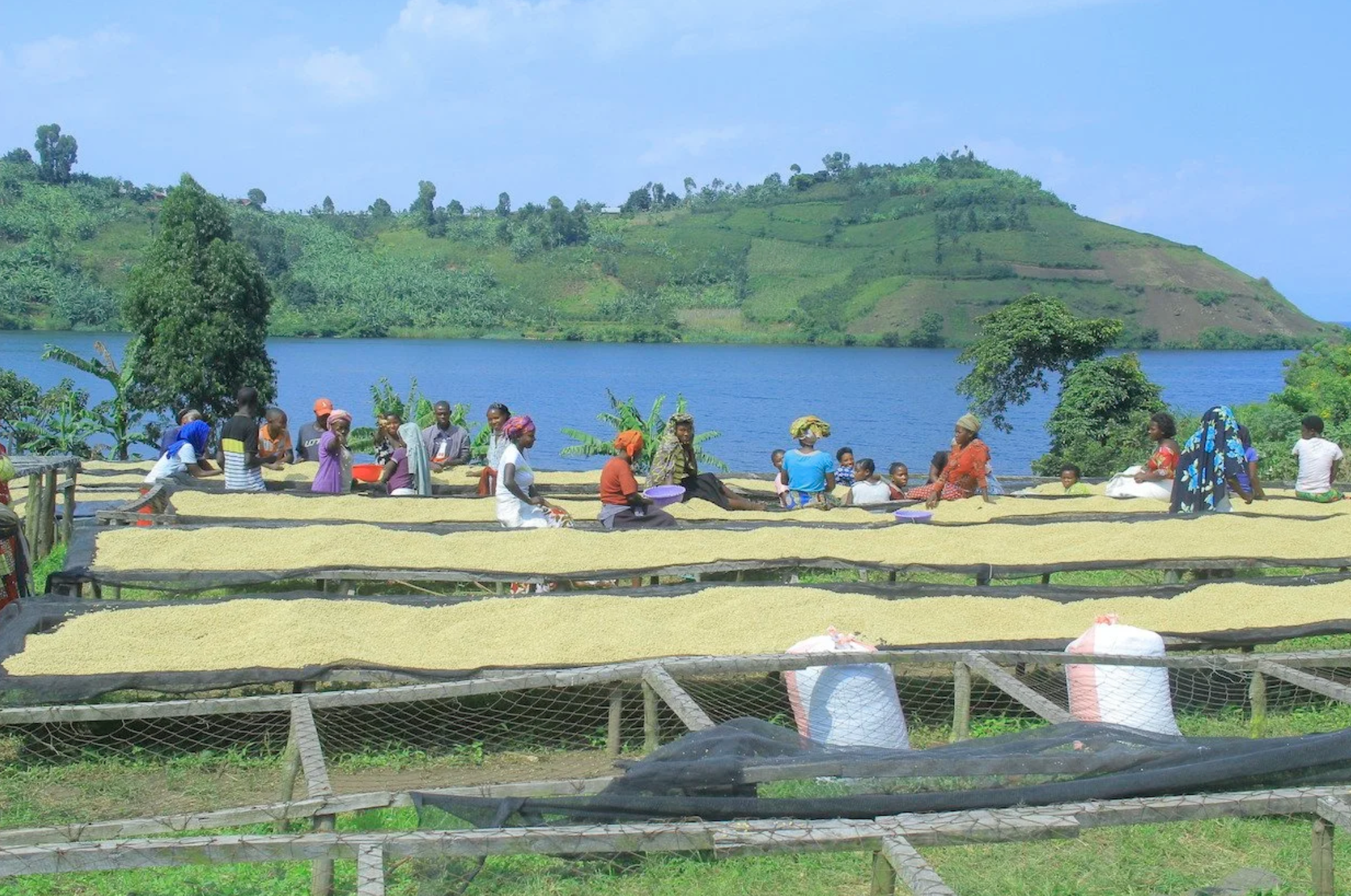 D.R. Congo, Washed Process | Roast level: LIGHT | Crisp Mandarin, Hibiscus, Dark Plum - Image 4